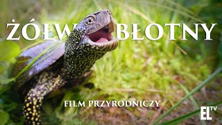 Żółw błotny Osobliwy relikt polskiej przyrody FILM PRZYRODNICZY [upl. by Olav]