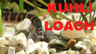 How to Take Care of Kuhli Loaches [upl. by Dilisio566]