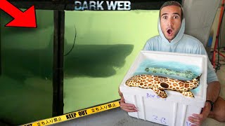 DONT BUY SHARKS OFF THE DARK WEB [upl. by Erfert]