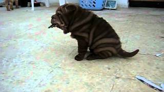 SUPER Choco Shar Pei Puppy amp Other Brothers [upl. by Nino]