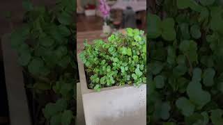 Growing Microgreens In Cement Pots  hydroponics gardening plants microgreens [upl. by Issy]