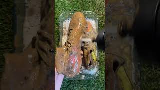 These Nike Football Boot’s Need a Cleaning in ASMR 🧼⚽️ [upl. by Mori]