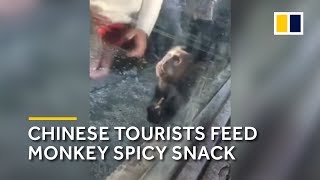 Chinese tourists feed monkey spicy snack [upl. by Enohpesrep]