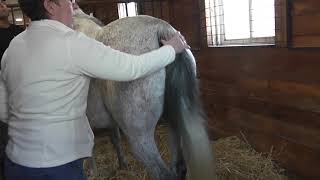 Mare udder development and foaling date [upl. by Burkhard]