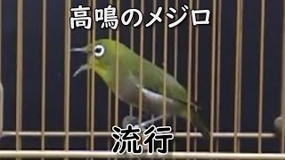 メジロ鳴き声【高鳴のメジロ】声の高いめじろ良く鳴くメジロ美しいめじろ [upl. by Ardnwahs]