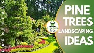 Pine Trees Landscaping Ideas [upl. by Lateehs606]