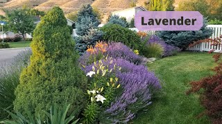 How to Grow and Enjoy Lavender [upl. by Micheal]