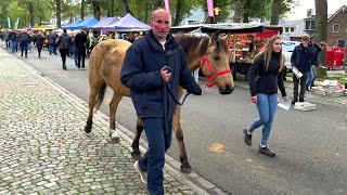 Zuidlaardermarkt Europas größter Pferde amp Jahrmarkt Paardenmarkt in Holland am 17102023 [upl. by Tennies]