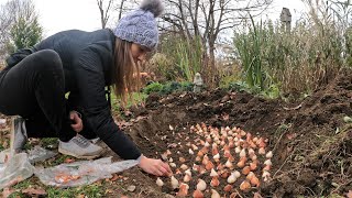 How to Plant Daffodil and Tulip Bulbs for Cut Flowers 🌷  Northlawn Flower Farm [upl. by Laurella]