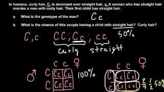 How to solve simple Mendelian genetics problems [upl. by Binni910]