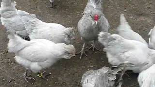 LAVENDER ARAUCANA LARGE FOWL FROM CHESHIRE POULTRY [upl. by Hedi]