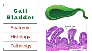 Gall Bladder  Anatomy  Histology  Pathology  Cholecystitis  Cholelithiasis [upl. by Ilana]