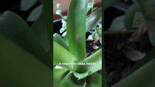 Como tirar mudas de bromélias biologia nature plants [upl. by Glanti]