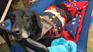 Hero Says Goodbye to Terminally Ill BombSniffing Dog in Heartbreaking Farewell [upl. by Roma]