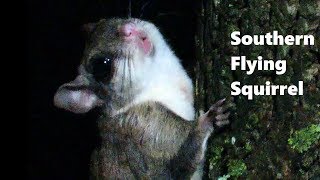 Southern Flying Squirrel [upl. by Yeldar]