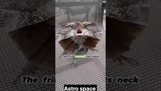 Frilled neck lizard 🦎 trending facts sciencefacts science astrospace viral lizard shorts [upl. by Lasonde]