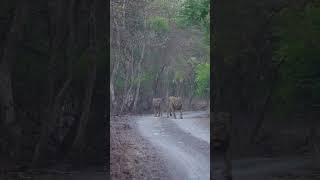 Asiatic lion🦁 🦁 gir National park Sasan gir forest [upl. by Lamson]