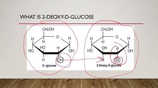 How 2DeoxyDGlucose 2DG Targets Cancer Cells [upl. by Leonsis]