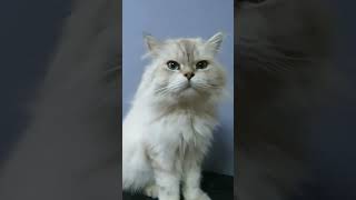 PERSIAN CAT ALPHONSUS [upl. by Lenes]