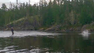 Atlantic salmon dry flyfishing with spey rod [upl. by Tomi869]