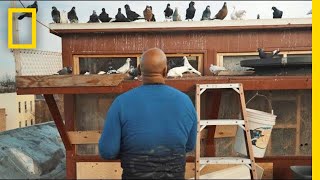 See How Pigeons Saved This Man From a Life on the Streets  Short Film Showcase [upl. by Idaf94]