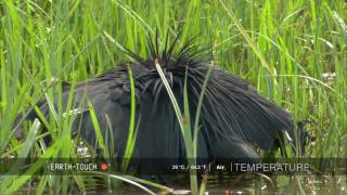 Natures clever hunter Egret uses umbrella trick [upl. by Anivek]