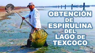 Obtención de espirulina del Lago de Texcoco [upl. by Yvette614]