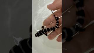 Rare Juvenile hand raised Black Marble Cat Shark آکواریوم shortsviral shark sharks [upl. by Venita]