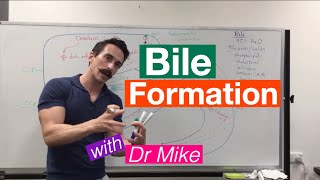 Bile Synthesis and Function [upl. by Ahsena986]