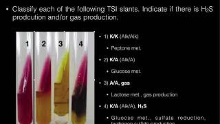 Triple Sugar Iron TSI Agar [upl. by Alatea]