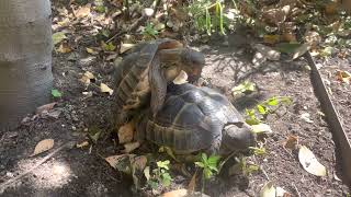 Two juvenile Greek tortoises Testudo graeca ibera  Mediterranean spur thighed [upl. by Oijres202]