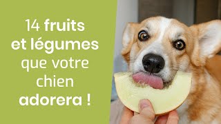 14 FRUITS ET LÉGUMES QUE VOTRE CHIEN ADORERA [upl. by Drud]