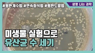 요구르트에 유산균이 몇 마리 있을까 [upl. by Cowles527]