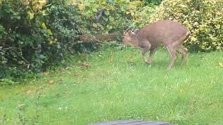 Muntjac Deer in Prestwood Back garden [upl. by Claus23]