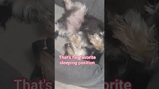 Schnauzer puppy shortsfeed minischnauzers viralshortvideo yorkie [upl. by Einiffit]