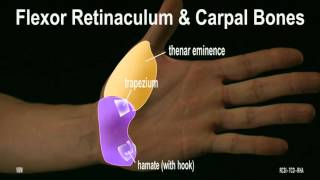 Surface Anatomy  Wrist Hand 2D [upl. by Nylikcaj608]