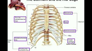 Anatomy  The Sternum Rib Cage amp Vertebrae [upl. by Adnalue]