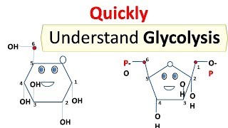 glycolysis [upl. by Annahsad]