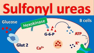 sulfonyl ureas  Mechanism side effects amp drug interactions [upl. by Ash781]