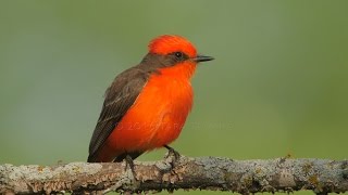 2016 05 Vermilion Flycatcher pair builds a very special nest  watch in 4K [upl. by Arihppas]