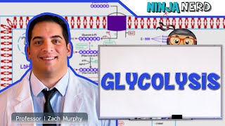 Metabolism  Glycolysis [upl. by Maximilianus]