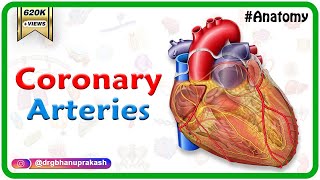 Coronary arteries Anatomy  Blood supply of Heart  Arterial supply of heart  Animation [upl. by Banna]