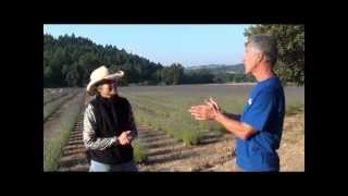 Harvest Moon Lavender Farm  Laytonville CA [upl. by Beekman]