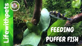 Issues and Feeding Amazon Puffers Collab [upl. by Kauffman]