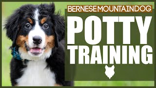 How To Potty Train Your BERNESE MOUNTAIN DOG [upl. by Emmy]