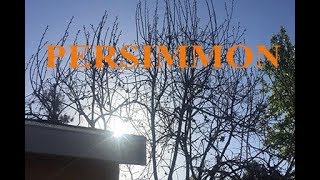 How to prune a PERSIMMON [upl. by Boice]