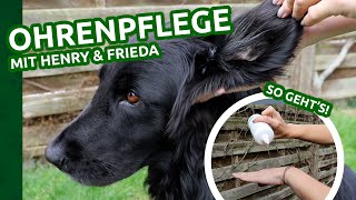 Ohrenreinigung Hund – So machst Du es richtig Praktische Anwendung für Ohrenreiniger  AniForte® [upl. by Alphonsa]