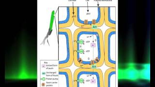 Auxins History Biosynthesis and Role in Plant Growth [upl. by Erdah518]