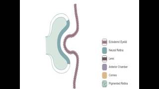 Embryology of the Eye [upl. by Lekkim]