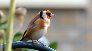 20 ALGEMENE VOGELS en hun ZANG voor BEGINNERS [upl. by Nachison]